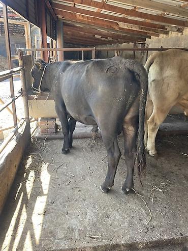 новые объявления телят: Продаю | Бык (самец) | На откорм, Для разведения | Привязанные — 3