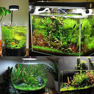 xani baliq: Dördbucaq akvarium, Balıqlarla birlikdə, 50 l, Ödənişli çatdırılma — 3