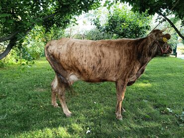 животные карова: Продаю | Тёлка | Алатауская, Айрширская | Для разведения, Для молока | Стельные, После отела