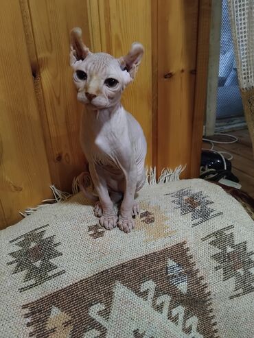 котенок в хорошие руки: Sfinks, Erkək
