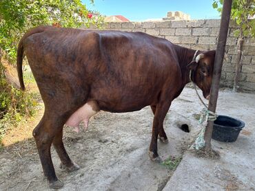 Inəklər, öküzlər: Dişi, il: 2, Südlük