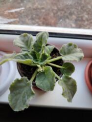 отдам даром животных бишкек: Обмен на 1 л растительного масла доня фиалка белого цвета. Район