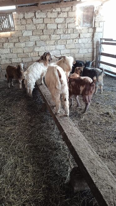 Keçi, çəpiş: Təcili satılır ehtiyac var Real alıcılar vatsap nömrəsinə yazsın 050 — 9