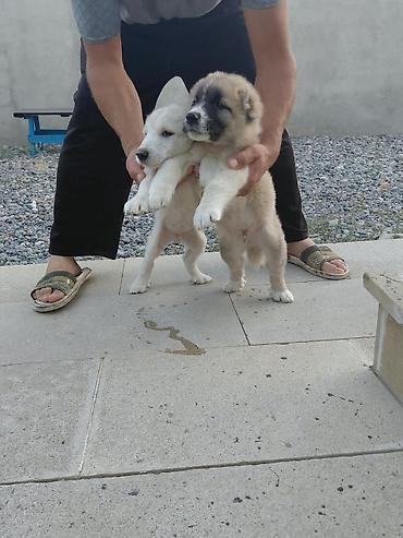 Qurdbasar, 2 ay, Peyvəndli, Ünvandan götürmə