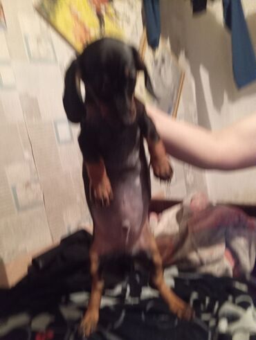 Продажа собак: Такса, 2 месяца, Самка, С прививкой — 7