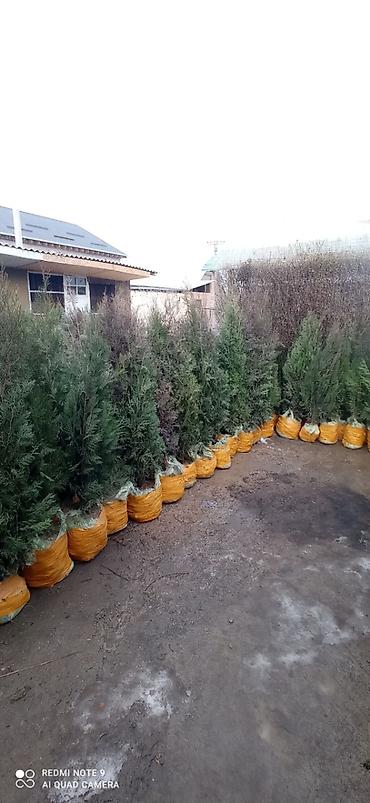 Туя: СРОЧНО ПРОДАЮТСЯ ТУИ❗❗❗ 200 ШТУК❗❗❗ СОРТ КНИЖКА — 11
