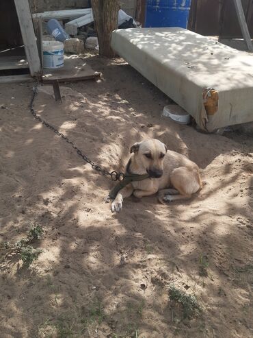 İtlər: KÖÇÜRÜK DEYƏ ÖZ İTLƏRİMDİ ETİBARLİ ƏLLƏRƏ VERİLİR SİYƏZƏNDƏN — 13