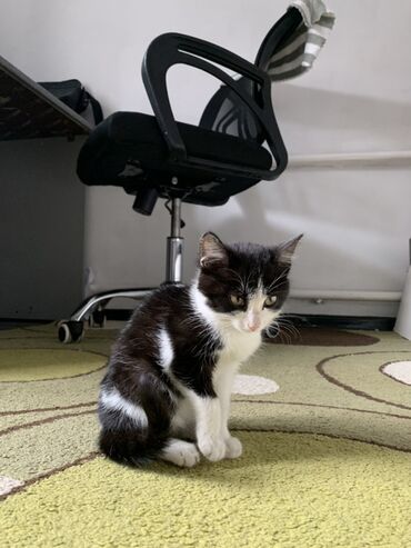 где можно купить кошку: Кошка даром: Беспородная, Мальчик