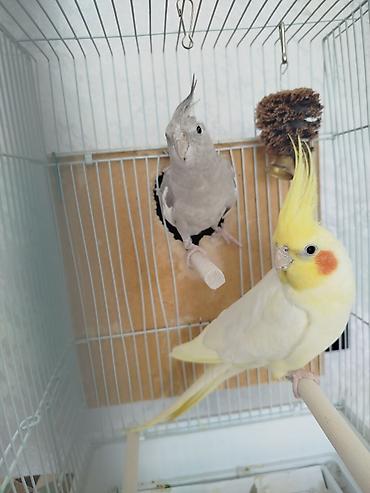 Птицы: Продам попугаевкореллы,самка и самец.Без клетки. Они не пара — 4