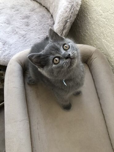 Pişiklər: Şotland, Dişi, Erkək, Ünvandan götürmə — 21