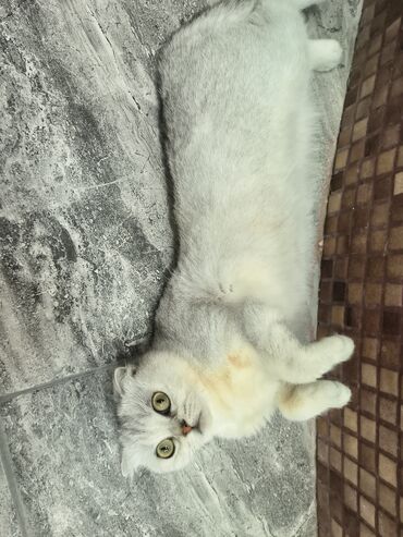 Pişiklər: Şotland yastı qulaq, Dişi, Yaxşı əllərə — 9