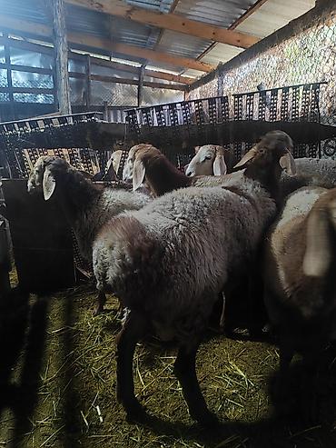 Продам с/х животных: Продаю | Ягненок | Для разведения | Ярка — 2
