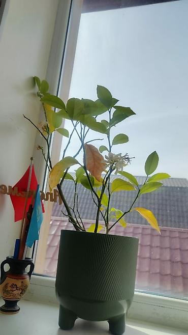 Фикусы: Комнатные цветы. Кактус. Лилия.кактус Эпифиллум (Epiphyllum) или — 5