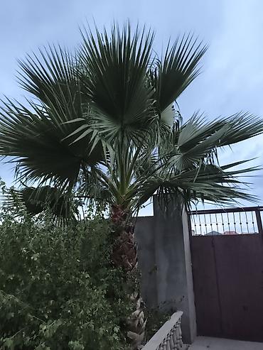 Ev və bağ: Ventil fan formalı yarpaqları və toxumalı gövdəsi ilə dekorativ xurma — 1