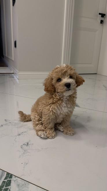 itlərin satşı: Maltipoo 3 ayliq erkek satilir — 3