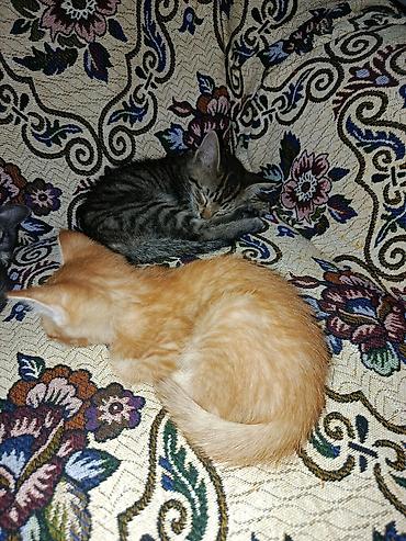 Отдам даром кошку: Мальчик — 4
