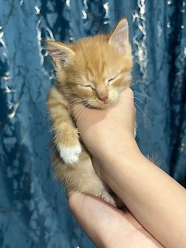 каракол котята: Срочно ищу добрые руки для котят!! 🐱🤍 отдам в хорошие, заботливые — 5