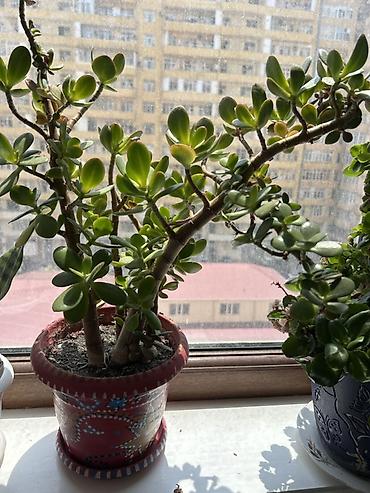 agaclar: Crassula ovata (Pul ağacı) – dekorativ otaq sukulenti - Bitki tipi — 1