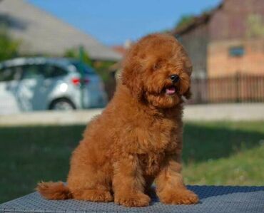 Psi: Patuljasta pudla, muški štenci Odgajivačnica "Team AS Trajkovic" u — 1