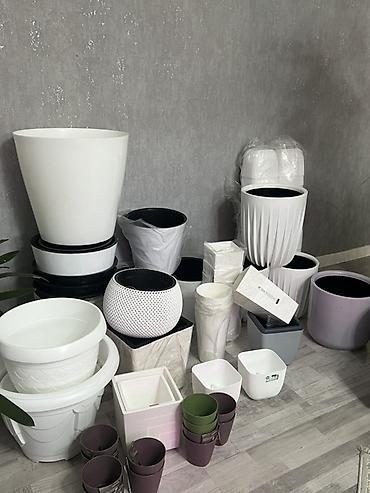 Фикусы: Фикус Бенджамина в напольных кашпо - Два взрослых деревца в отдельных — 61