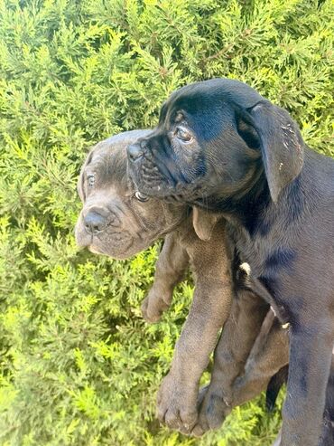 İtlər: Kane-Korso, 2 ay — 5