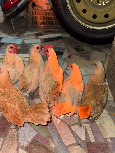 домик для кроликов: Продаю | Петух, Куры