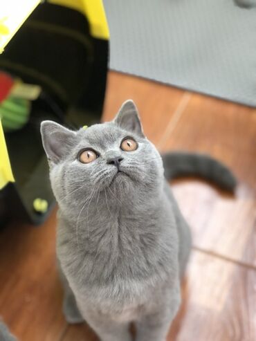 Pişiklər: Britan, Dişi, Erkək, Ünvandan götürmə — 12