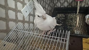 Qəfəslər: Məhsul: Nimfa (Cockatiel) cütü və aksesuarlarla geniş qəfəs dəsti — 3
