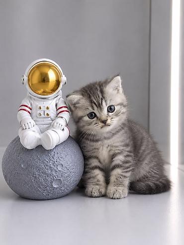 скоттиш страйт цена: Скотиш Страйт (Шотландская прямоухая), 2 месяца, Мальчик, Приучена к лотку, Проглистована — 1