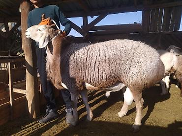 Баран, овца: Продаю | Баран (самец) | Арашан | Для разведения | Племенные, Матка — 2