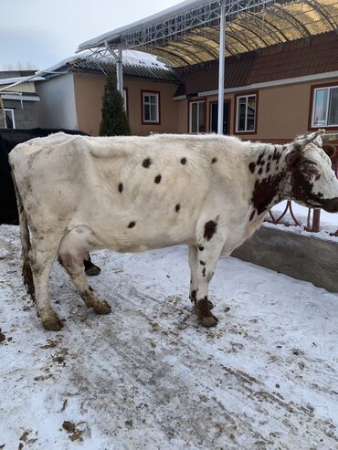 Коровы, быки: Продаю | Корова (самка) | Алатауская, Симментальская | На откорм, Для разведения, Для молока | После отела — 7