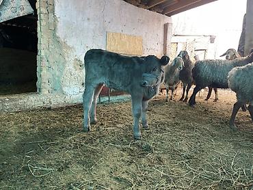 Коровы, быки: Продаю | Музоо, торпок | На откорм | Племенные — 14