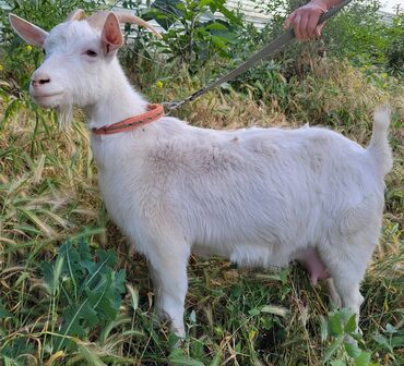 купить козу зааненской породы: Продаю | Коза (самка) | Зааненская | Для молока