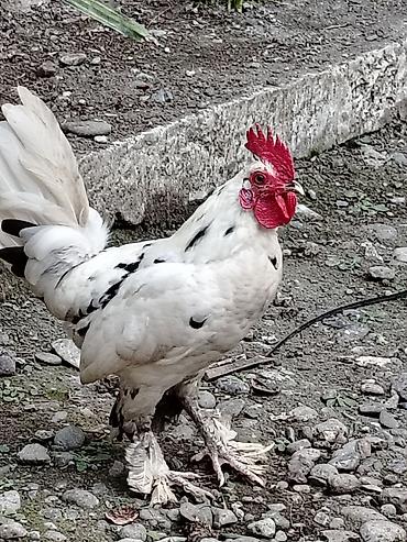 Toyuqlar: Toyuq, Damazlıq — 1