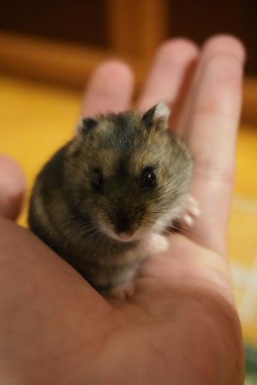 hazir yuva: Cırtdan hamster + qəfəs dəsti - Növ: cırtdan hamster (Djungarian — 8