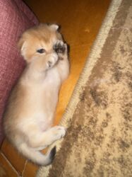 Pişiklər: Britan -da lalafo.az — 15 Pişiklər: Britan — 15