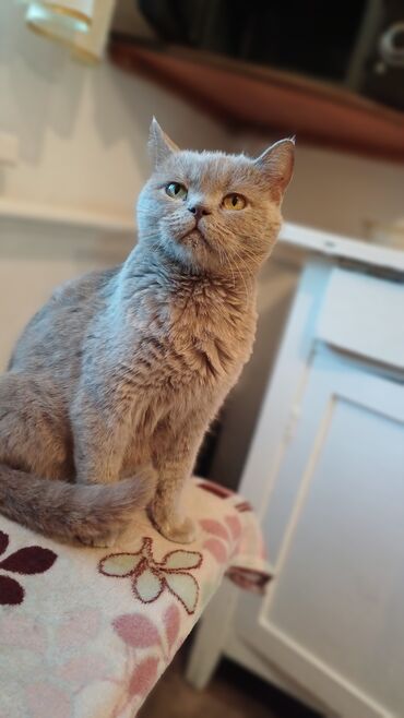 животные ош: Продаю британских котят окрас колор поинт. 2 месяцакушают всё к