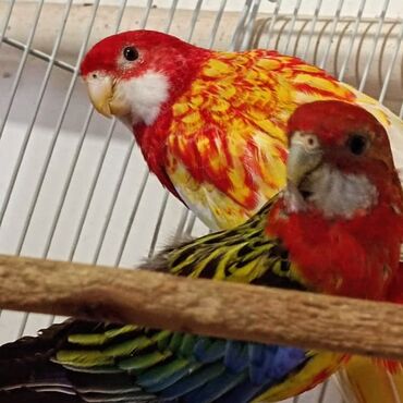 Птицы: Продается попугай Розелла — один из самых популярных домашних попугаев