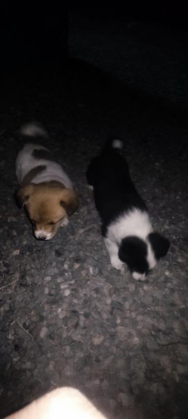 Продажа собак: Отдам даром щенки бардер колли 1 Мес мальчики адрес город Ош село — 16