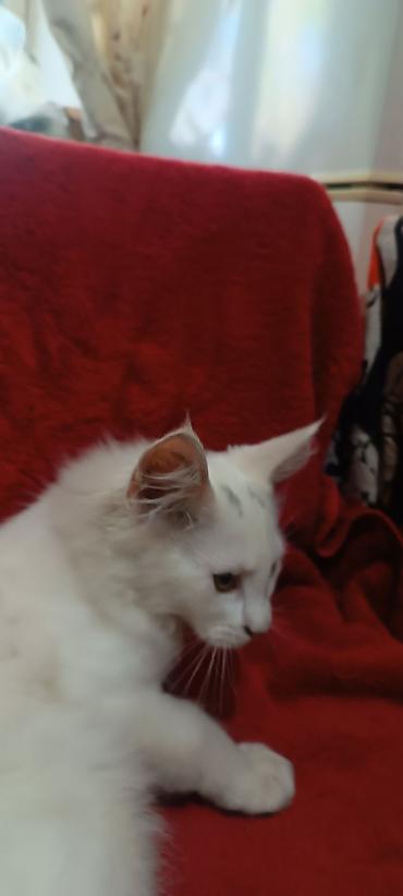 Кошки: Мейнкуны ♥️♥️♥️ Продаётся Чистокровный, Эксклюзивный котик Мейн-Кун🥰 — 7