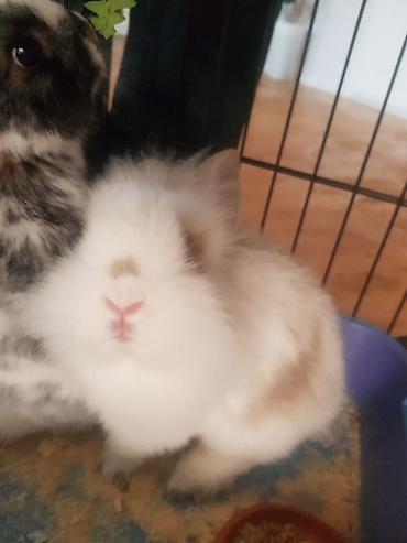 Декоративные кролики: Пуховый декоративный кролик (карликовый тип) пол-обе самцы им по 5 — 10