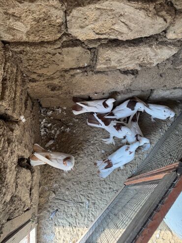 Digər quşlar: 1 nesil eni quyruq badam sari boyun qirmizi boyunan toreme 7 eded — 6