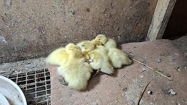 sudluk inekler satışı: Muscovy ördəkləri və ördək balaları - Növ: Muscovy (indo) ördək - — 1