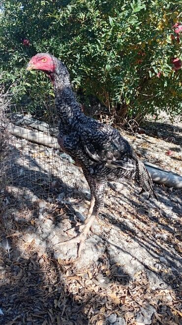 bmw 3 серия 330d at: 7 aylıq pileymut damazlıq və döyüş xoruzu ir: - Rəng: qara-ağ xallı