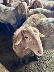 Бараны, овцы: Продаю | Баран (самец) | Эдильбаевская | Для разведения — 9