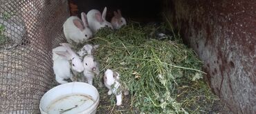 balaca quzu qiyməti: Tam sağlam dovşan balaları satılır 2 aylıqdır ünvan Yevlax şəhəri