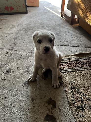 продам немецкую овчарку: Алабай, 1 месяц, Самец, С прививкой — 2