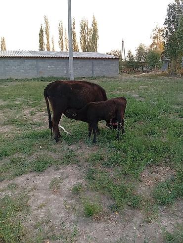 кормилак для телят: Продаю | Корова (самка) | Для молока | Привязанные — 3