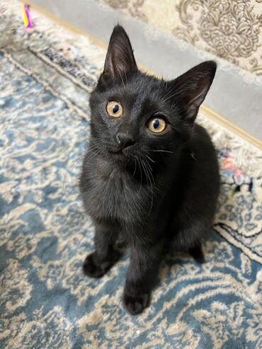 вислоухая кошка сколько стоит: Черный домашний котенок - Окрас: однотонный черный, короткая гладкая