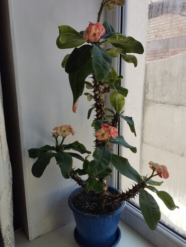 высокий кактус: Продаю комнатные цветы, какатус высотой около метра,молочай